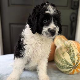 Hudson - Black and white male Bernedoodle puppy in Russellville, Arkansas from Crossgate Doodles
