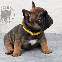 Girl 1 - Fawn female French Bulldog puppy in Schaumburg, Illinois from A & B French Bulldogs