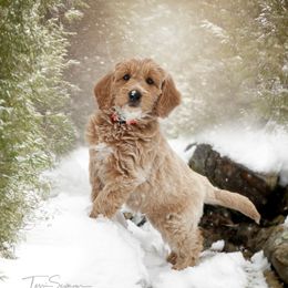 Goldendoodle Puppies from Loving Hearts Goldendoodles
