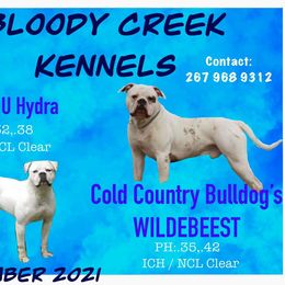 American Bulldog Puppies from Bloody Creek Kennels