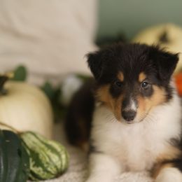 Versace - Black white and tan male Collie puppy in Huffville, Virginia from Blackberry Hills Cattle dogs and Collies