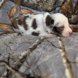 Evil Queen - Red merle female Miniature Australian Shepherd puppy in Bend, Oregon from Wonderland Aussies