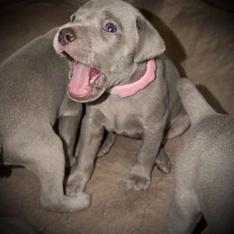 Girl 2 - Silver gray female Weimaraner puppy in Carter, Montana from PM Weimaraners