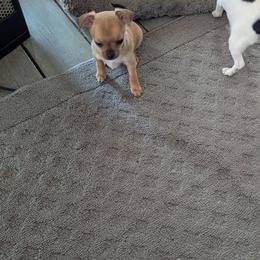 Chihuahua puppies from OakView Farm Chihuahuas FB