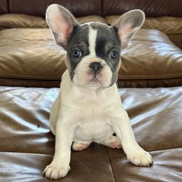 Dot - Blue fawn female French Bulldog puppy in Roseville, California from Fiddyment Farm Frenchies