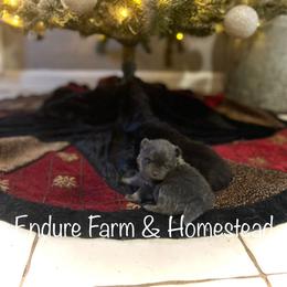 Pomeranian puppies from Endure Farm Inc