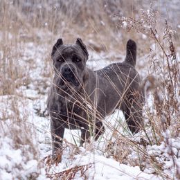 LJ - Cane Corso