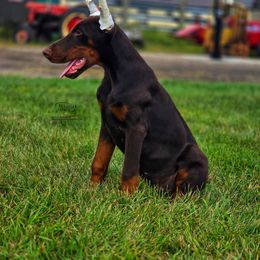 Doberman Pinscher puppies from Snell's Superior Kennel Dobermann & GSP