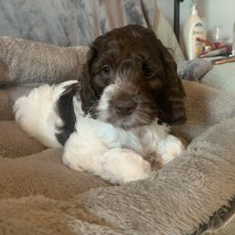 Cockapoo and Mastiff Puppies from MuddyBootsDoodles