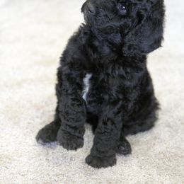 Poodle Puppies from Tamarack Poodles