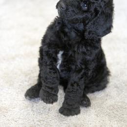 Poodle Puppies from Tamarack Poodles