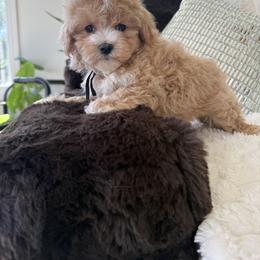 Black collar - Red male Maltipoo puppy in Fredericktown, Missouri from Doodle Pups Fur-Ever