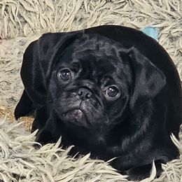Penny - Pug