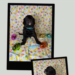 Stormy - Black male Goldendoodle puppy in Water Valley, Mississippi from Olympian Doodles