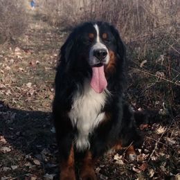 Waylon - Bernese Mountain Dog