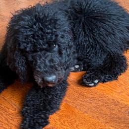 Labradoodle Puppies from Prime & Prissy Pooches
