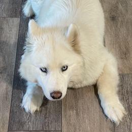 Skye - Siberian Husky