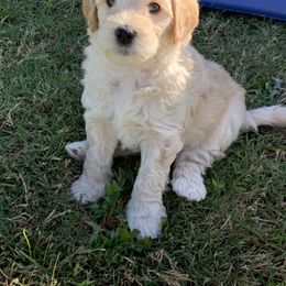 Australian Labradoodle Puppies from Integrity Labradoodles