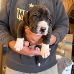 Maverick - Mantle male Great Dane puppy in Centennial, Colorado from Vanmar Great Danes of Colorado