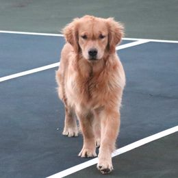 Bella - female Golden Retriever puppy in North Brunswick, New Jersey from Cynazar Goldens