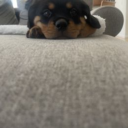 Rottweiler Puppies from GrowlHausRotts