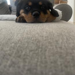 Rottweiler Puppies from GrowlHausRotts