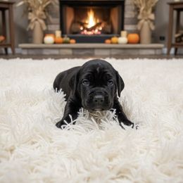 Female 1 - Gray female Cane Corso puppy in Haslet, Texas from Trained To Go Corso Kennels (T.T.G. Corso Kennels)