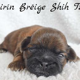 AKC Red Female (Light Pink Collar) - Red female Shih Tzu puppy in Las Vegas, Nevada from Beirin Breige Shih Tzus
