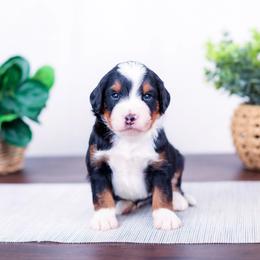 Mercer - Tri-color male Bernedoodle puppy in Arthur, Illinois from Central Illinois Bernedoodles