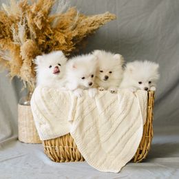 Pomeranian puppies from Pomeranian Puppies