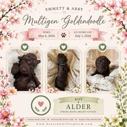 2. ALDER - KELLY GREEN COLLAR BOY - Chocolate male Goldendoodle puppy in Charlo, Montana from Heavenly Hilltop Farm