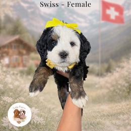 Swiss - Tri-color female Bernedoodle puppy in Canton, Georgia from Teddy Puppies