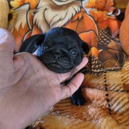 Black turmline purple - Black female Pug puppy in Maxwell, New Mexico from khshibas-khpugs