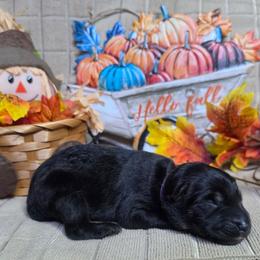Purple Collar Female - Black and silver female German Shepherd puppy in Cadet, Missouri from Working Valley Shepherds
