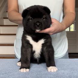 Boy 1 - Akita puppy in Coopersburg, Pennsylvania from Main Street Akitas