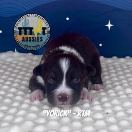 Yorick - Red tri-color male Australian Shepherd puppy in Tucson, Arizona from TTTNT Aussies