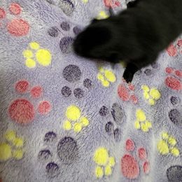 Girl 2 - Black female Pomeranian puppy in Conroe, Texas from Maxi’s Poms, LLC