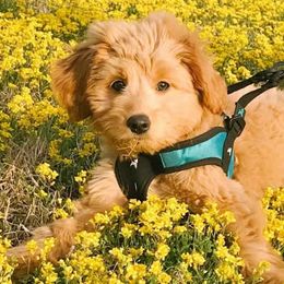 Goldendoodles from Kentucky Gold Mini Doodles