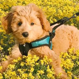 Goldendoodles from Kentucky Gold Mini Doodles