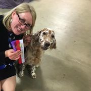 English Setters and Shetland Sheepdogs from North Roe Kennels