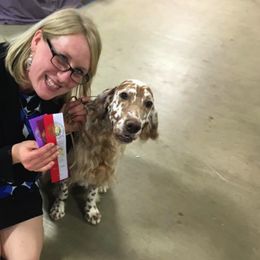 English Setters and Shetland Sheepdogs from North Roe Kennels