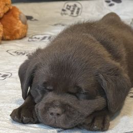 Labrador Retriever Puppies from Rustic Ridge Labradors