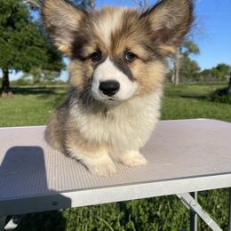 Pembroke Welsh Corgi Puppies from MG Corgis