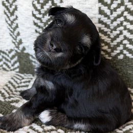 Stella - Black and silver female Miniature Schnauzer puppy in Nederland, Texas from Daffodil Dogs
