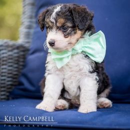 Aussiedoodle, Miniature Australian Shepherd, and Poodle Puppies from Woodwind Miniatures
