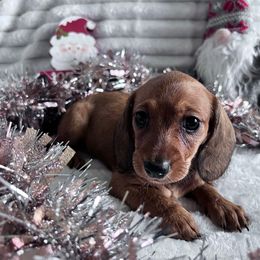 Noelle - Red female Dachshund puppy in Ocala, Florida from Weenie Boops