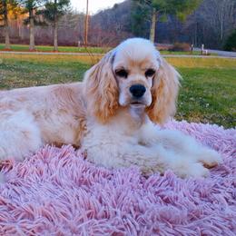Cocker Spaniel Puppies from Top Notch Sporting Dogs