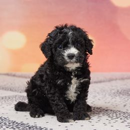 Jada - Black and white female Cavapoo puppy in Apple Creek, Ohio from Grandeur Valley Puppies