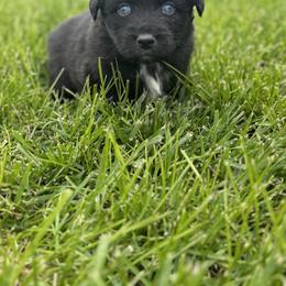 Tweety - Black tri-color female Australian Shepherd puppy in Laotto, Indiana from Circle B working Aussies