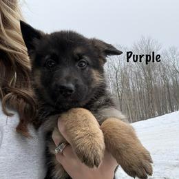 Purple HC - Black and silver female German Shepherd puppy in Terra Alta, West Virginia from Shepherd Country Farm and Kennels